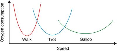 Gait Generation and Its Energy Efficiency Based on Rat Neuromusculoskeletal Model